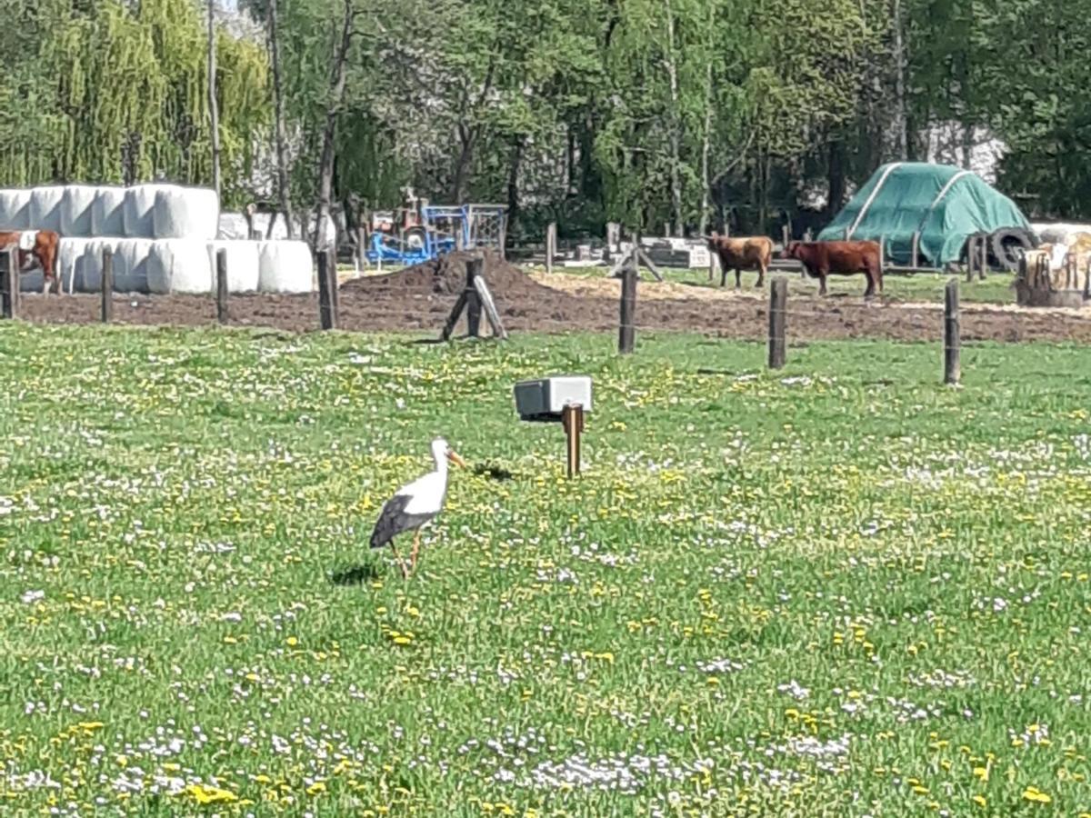 Spreewaldpension Glatz Myšyn Exteriör bild